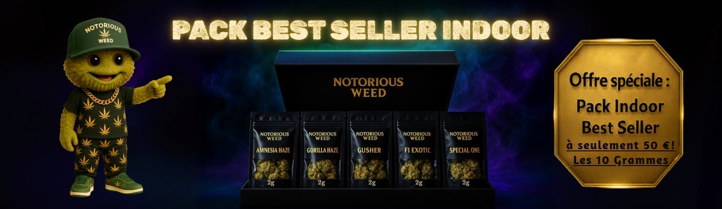 Pack Best Seller Indoor